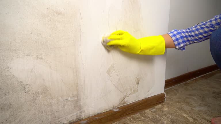 Best Black Mold Removal  in Spring Creek, NV