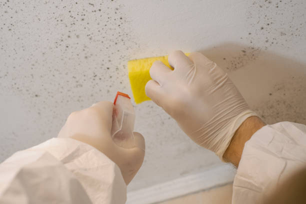  Spring Creek, NV Mold Removal Pros