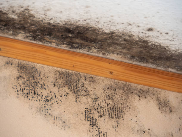Best Mold Removal for HVAC Installations  in Spring Creek, NV