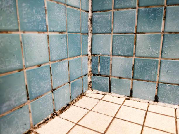 Best Mold Documentation for Insurance Claims  in Spring Creek, NV