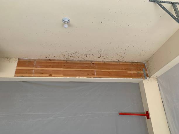 Best HVAC Mold Inspection and Cleaning  in Spring Creek, NV