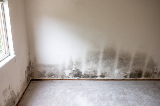 Forensic Mold Investigation in Spring Creek, NV
