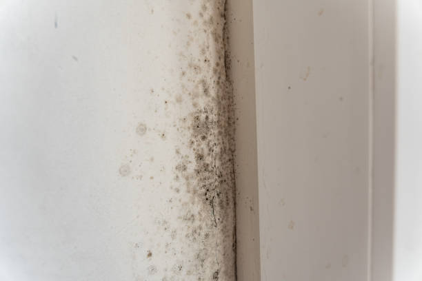 Trusted Spring Creek, NV Mold Removal Experts